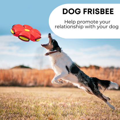 Fun Dog Frisbee